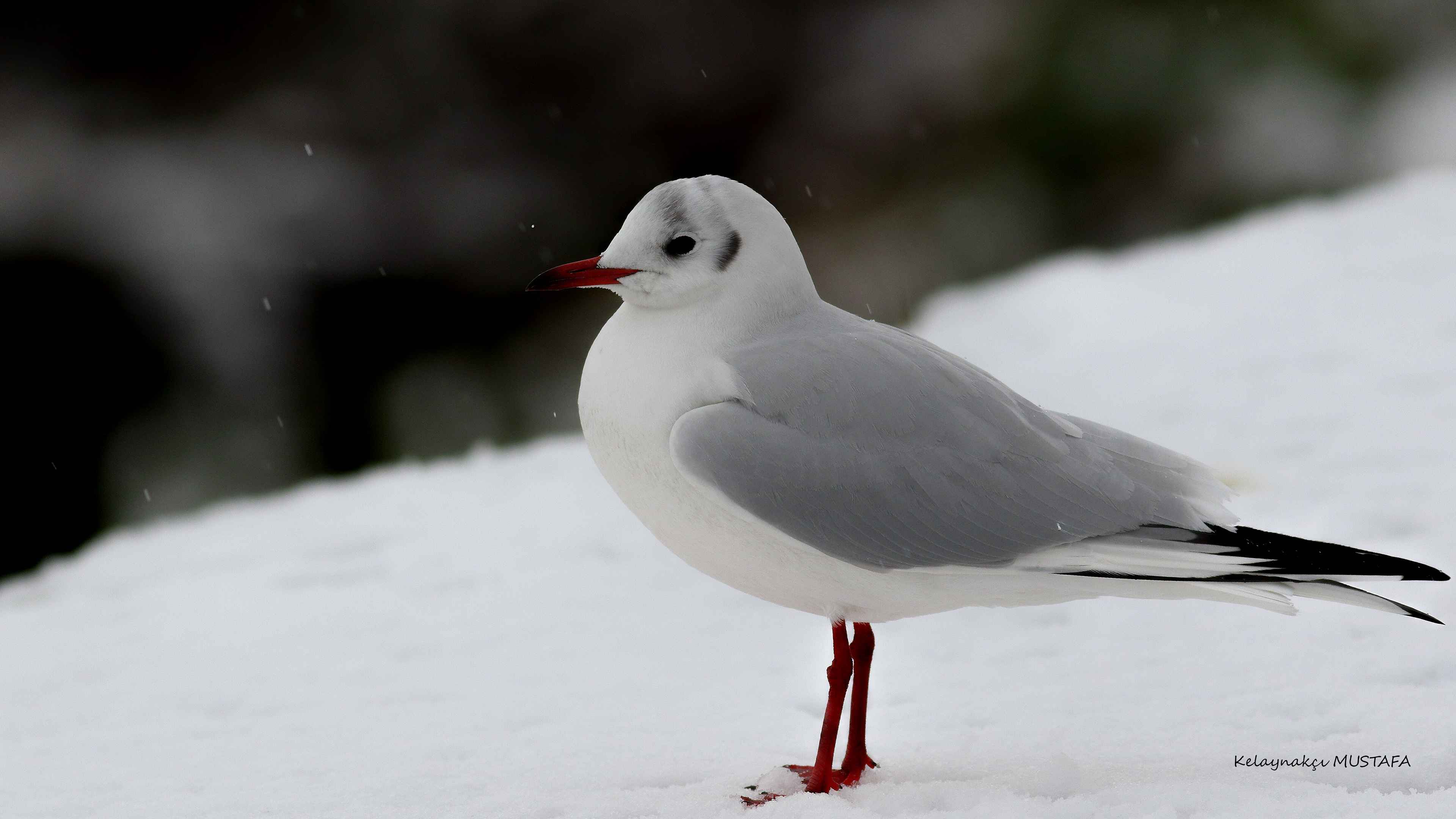 Black-headed Gull
